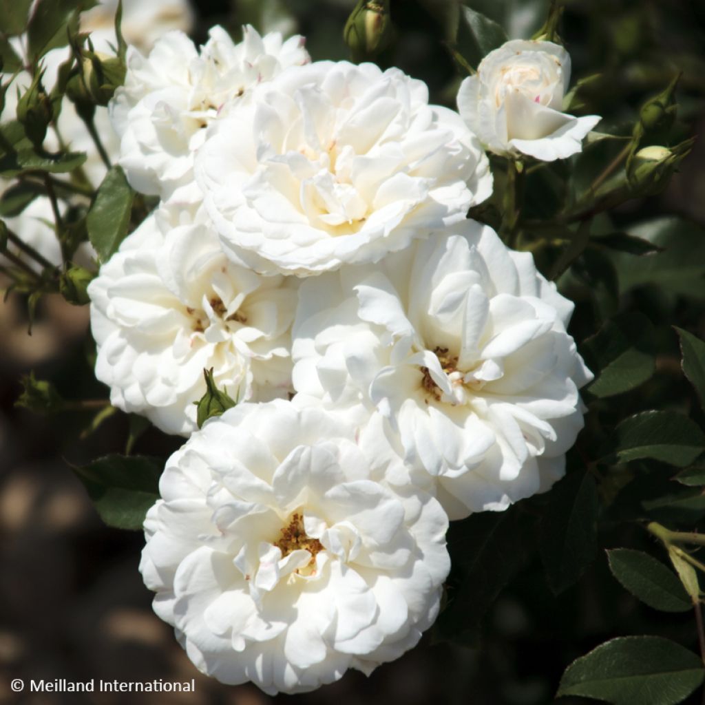 Floribundaruusu Carte Blanche