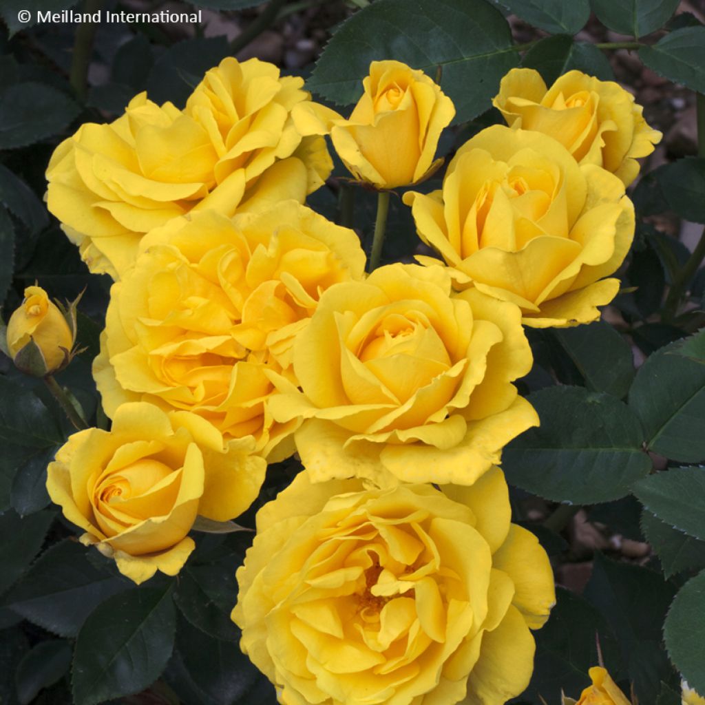 Floribundaruusu Carte D'OR