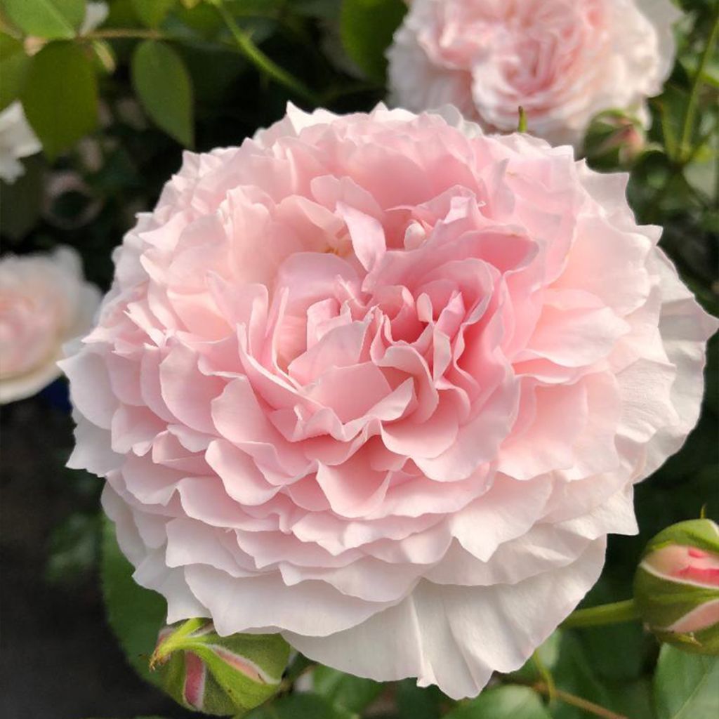 Floribundaruusu Catherine Meurisse