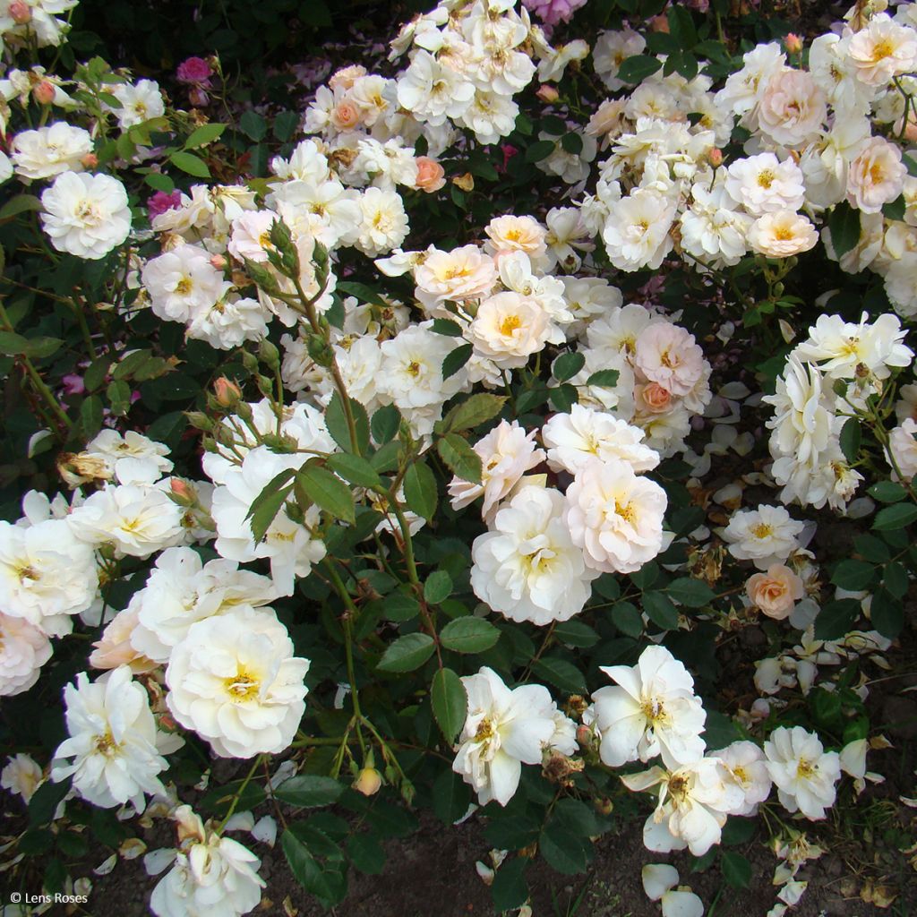 Floribundaruusu Comtesse André d'Oultremont