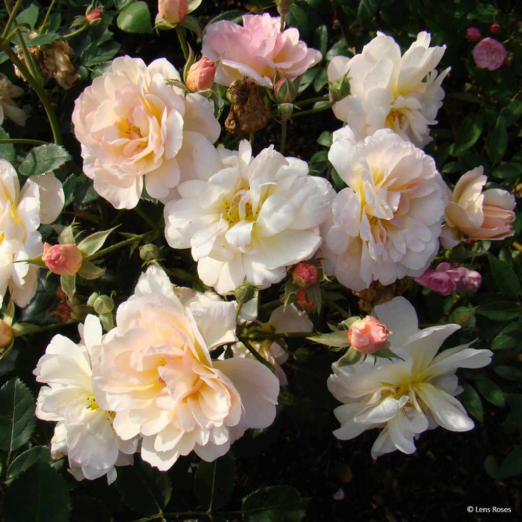Floribundaruusu Comtesse André d'Oultremont