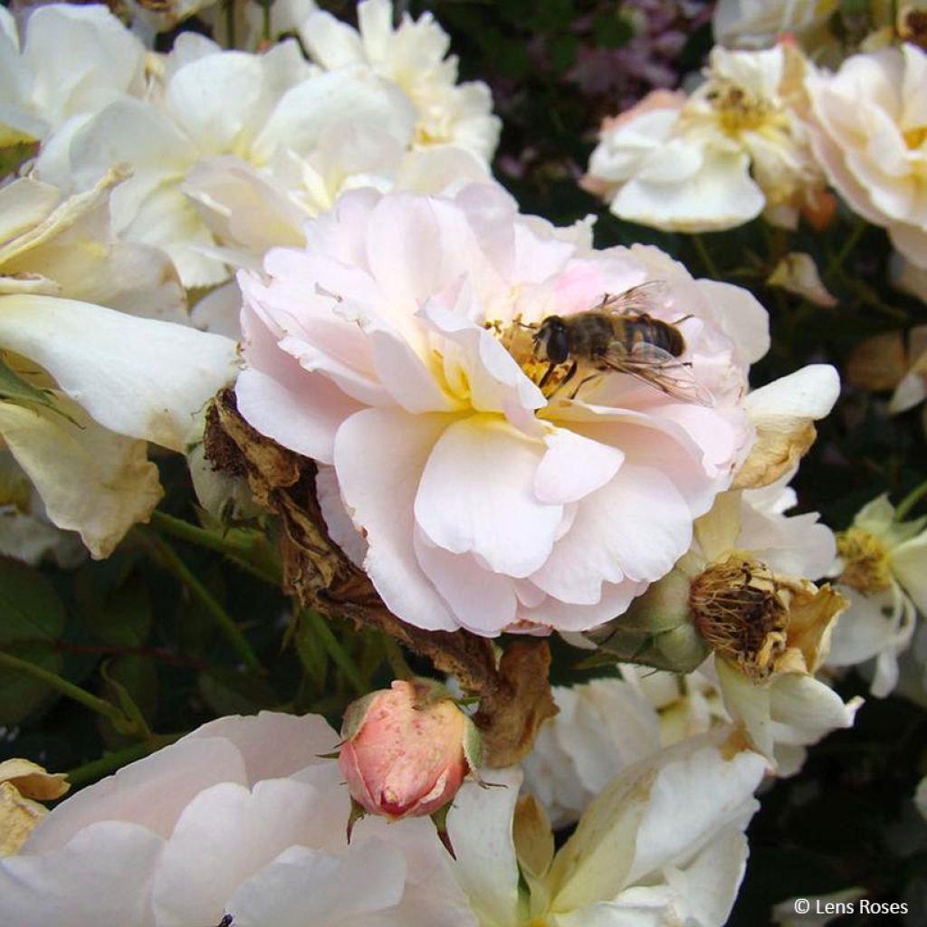 Floribundaruusu Comtesse André d'Oultremont