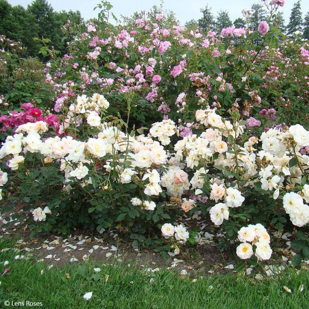 Floribundaruusu Comtesse André d'Oultremont
