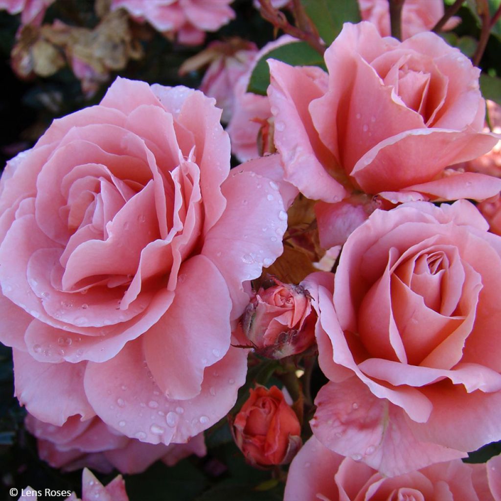 Floribundaruusu Favorite