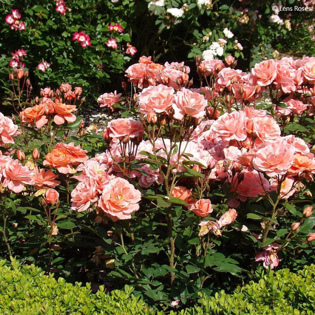 Floribundaruusu Favorite