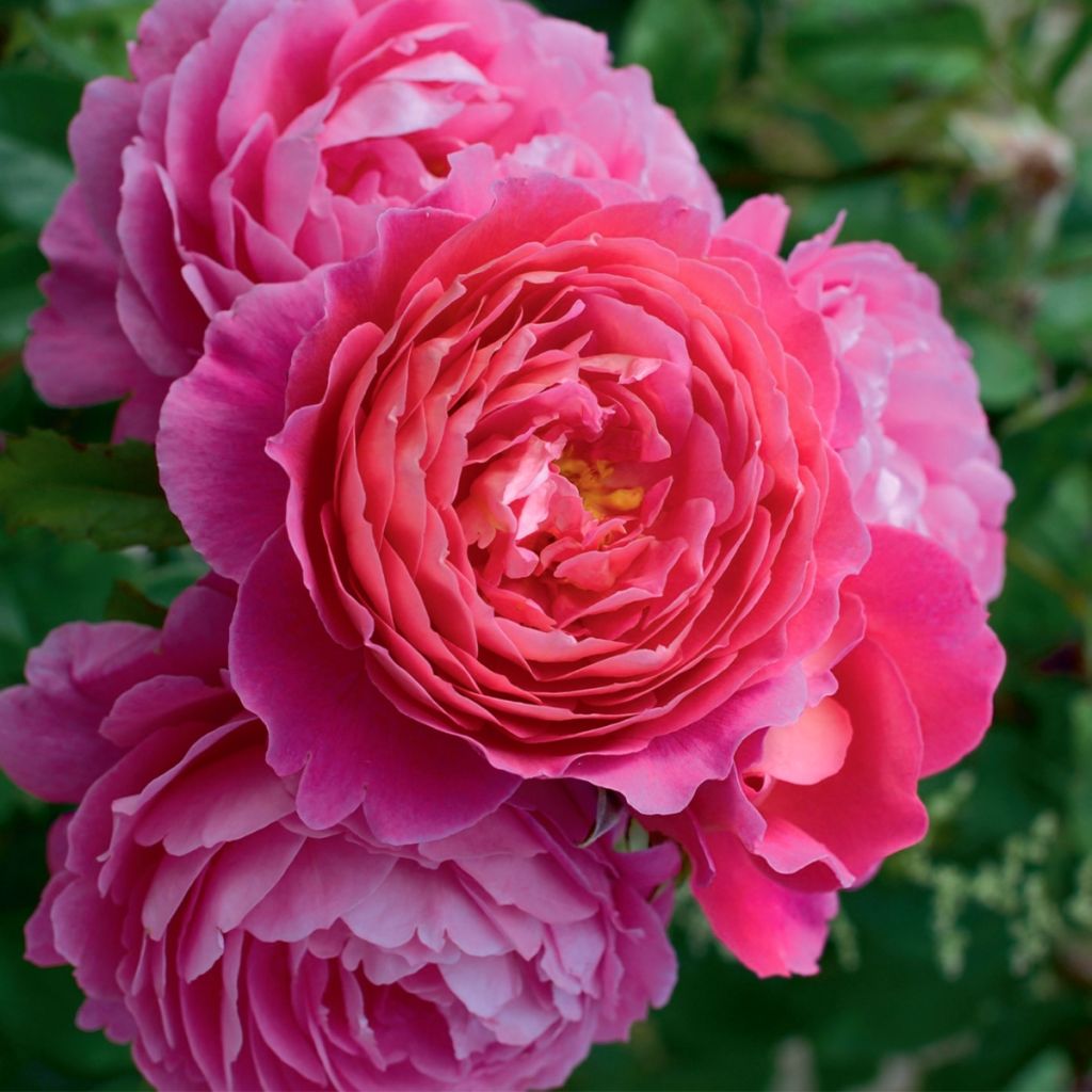 Floribundaruusu Folle Courtisane Delparfroni