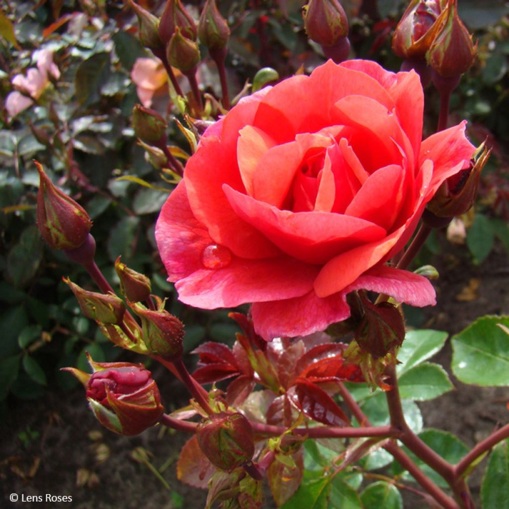Floribundaruusu Folle Framboise