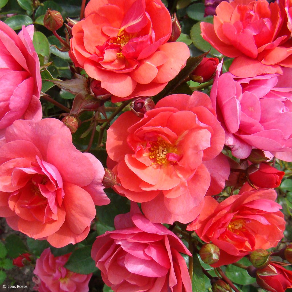Floribundaruusu Folle Framboise