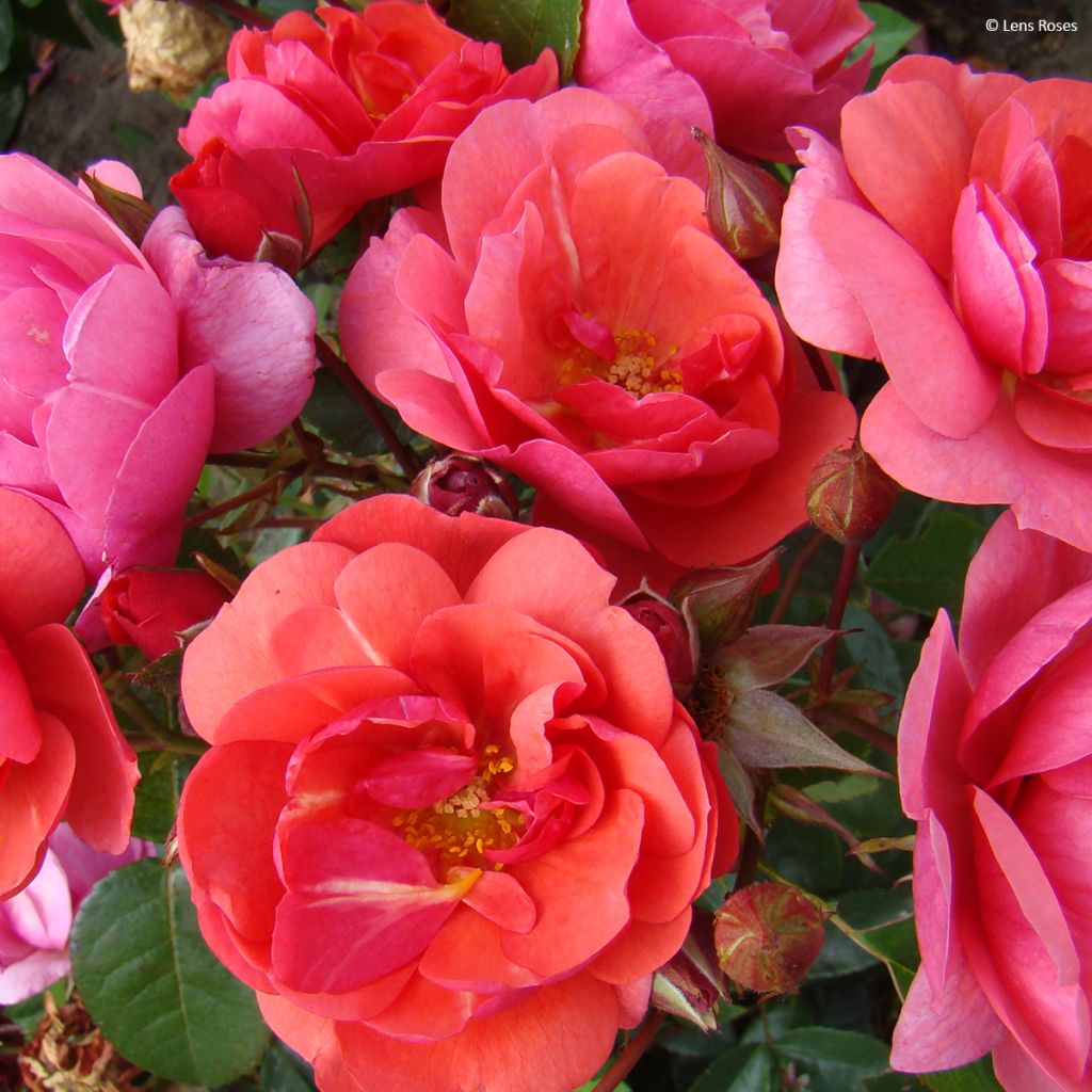 Floribundaruusu Folle Framboise
