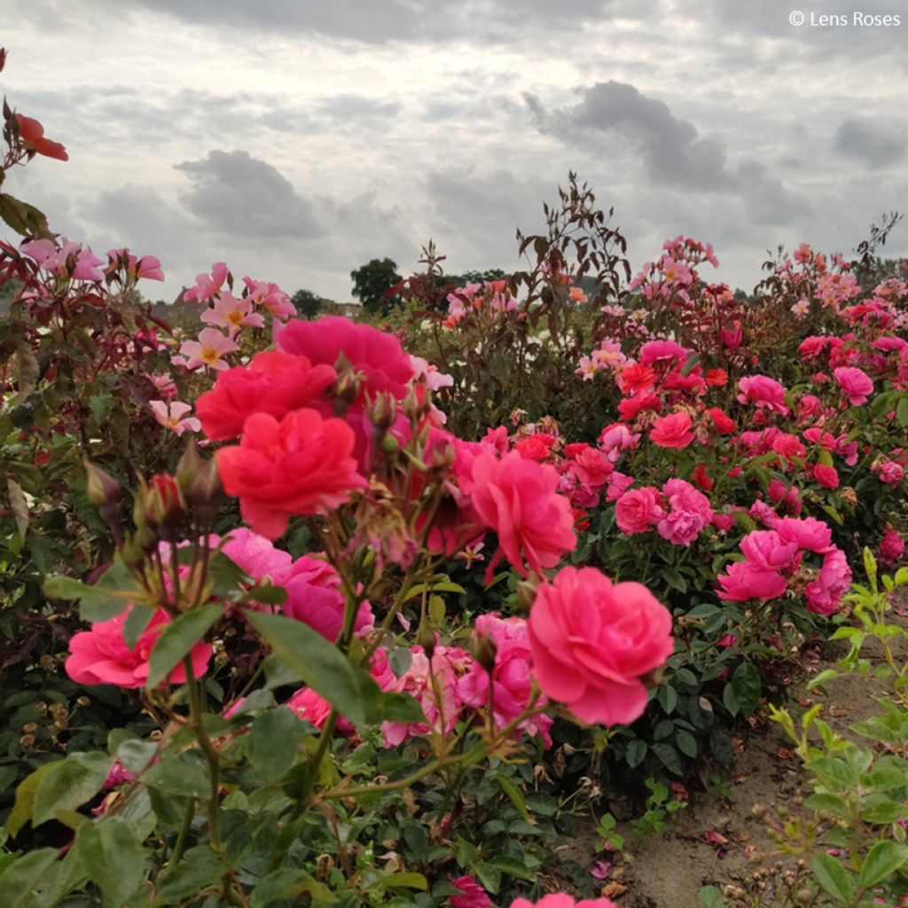 Floribundaruusu Folle Framboise