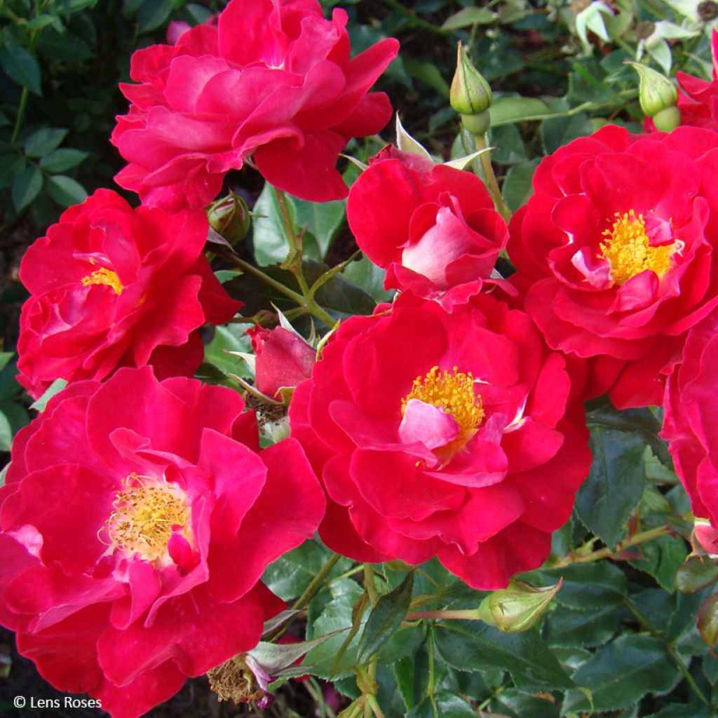 Floribundaruusu Garance