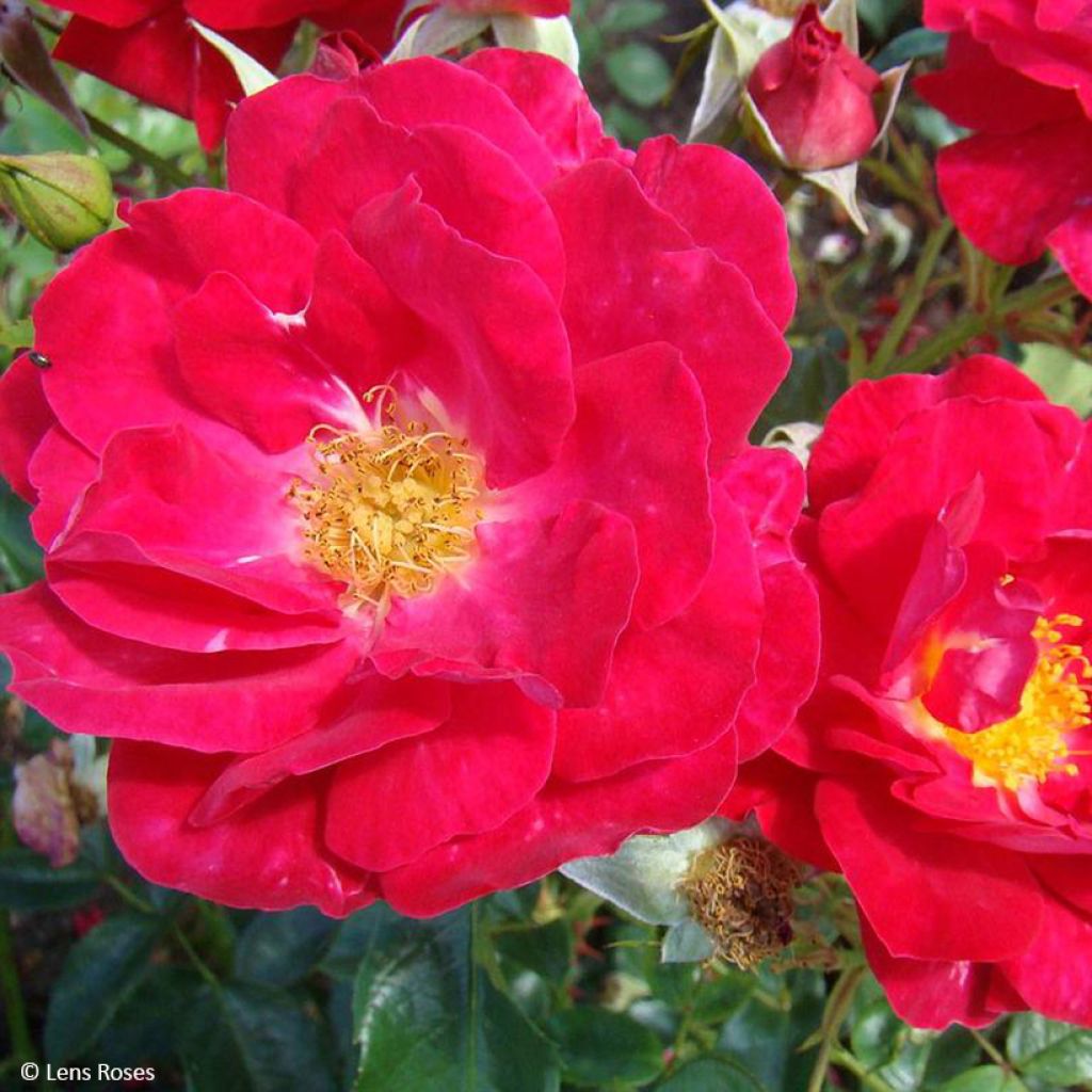 Floribundaruusu Garance