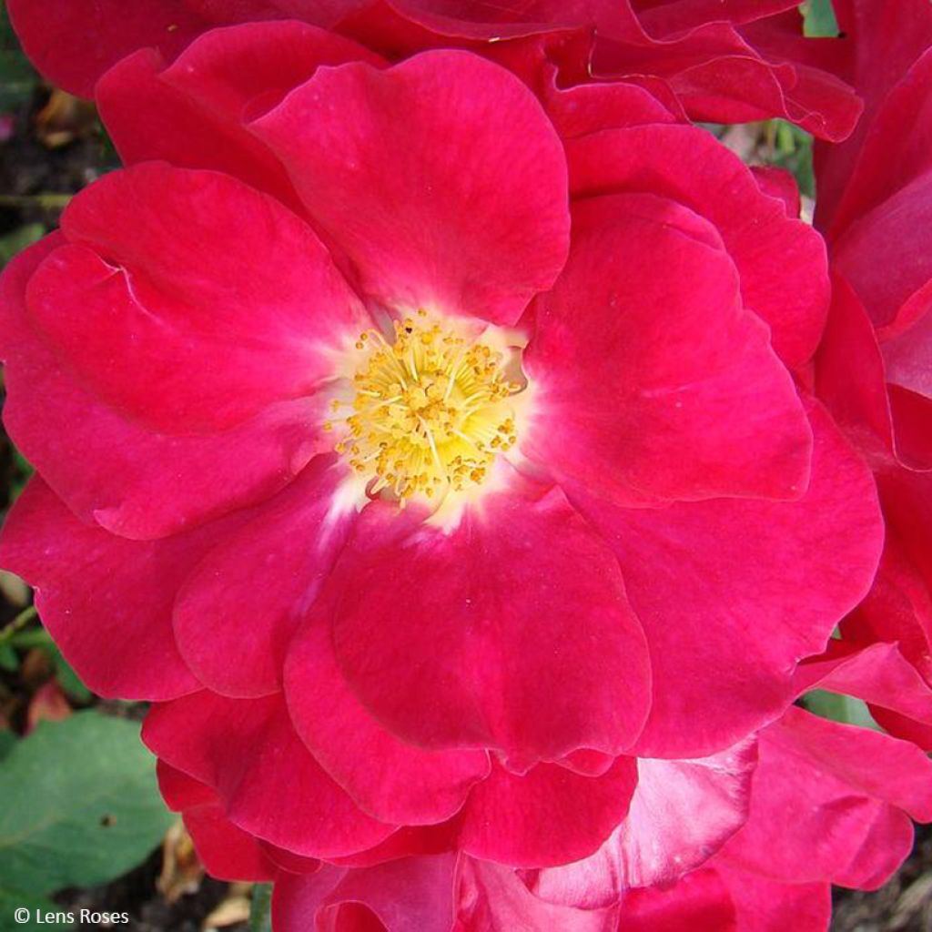 Floribundaruusu Garance