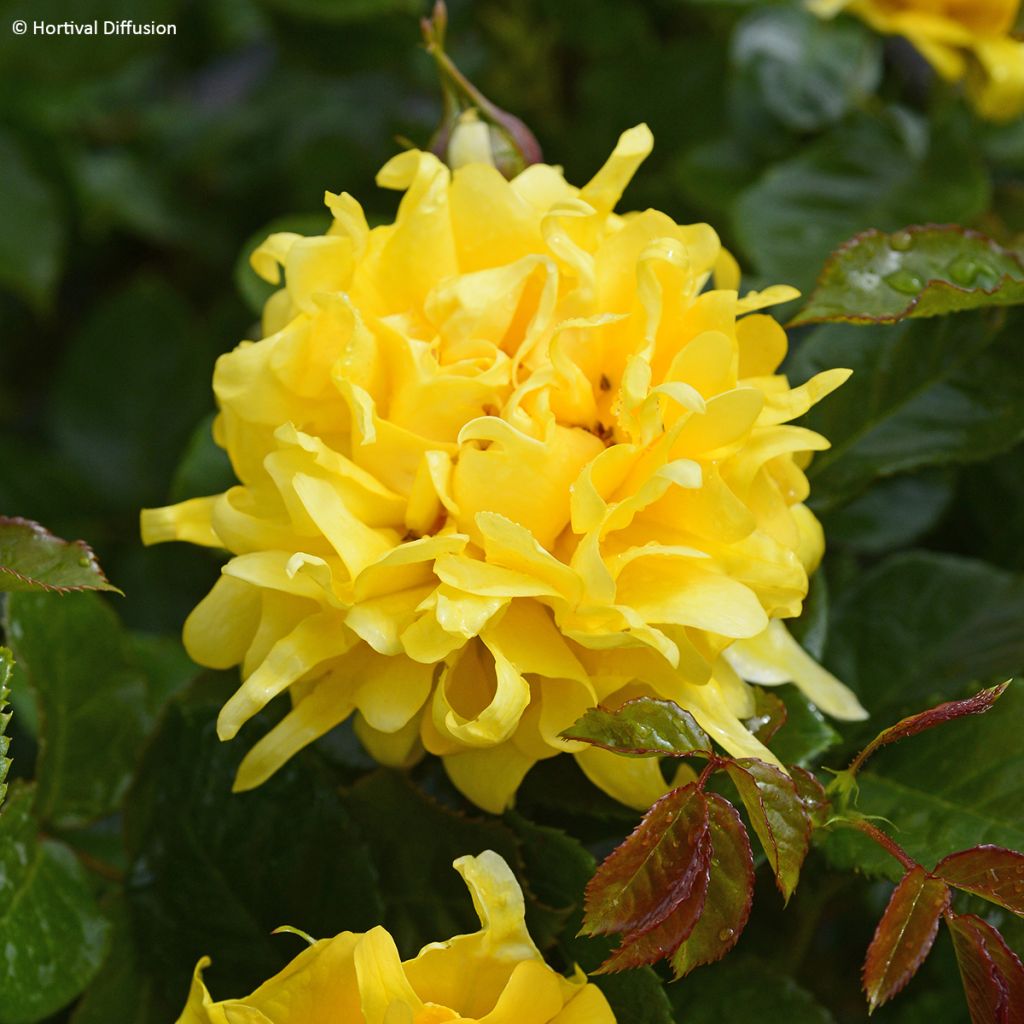 Floribundaruusu Golden Lady Ruffles