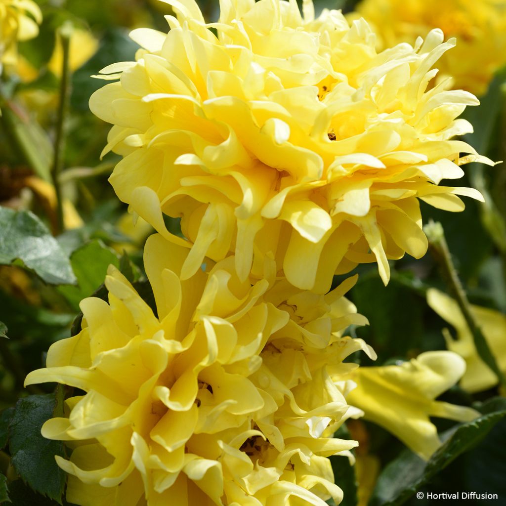 Floribundaruusu Golden Lady Ruffles