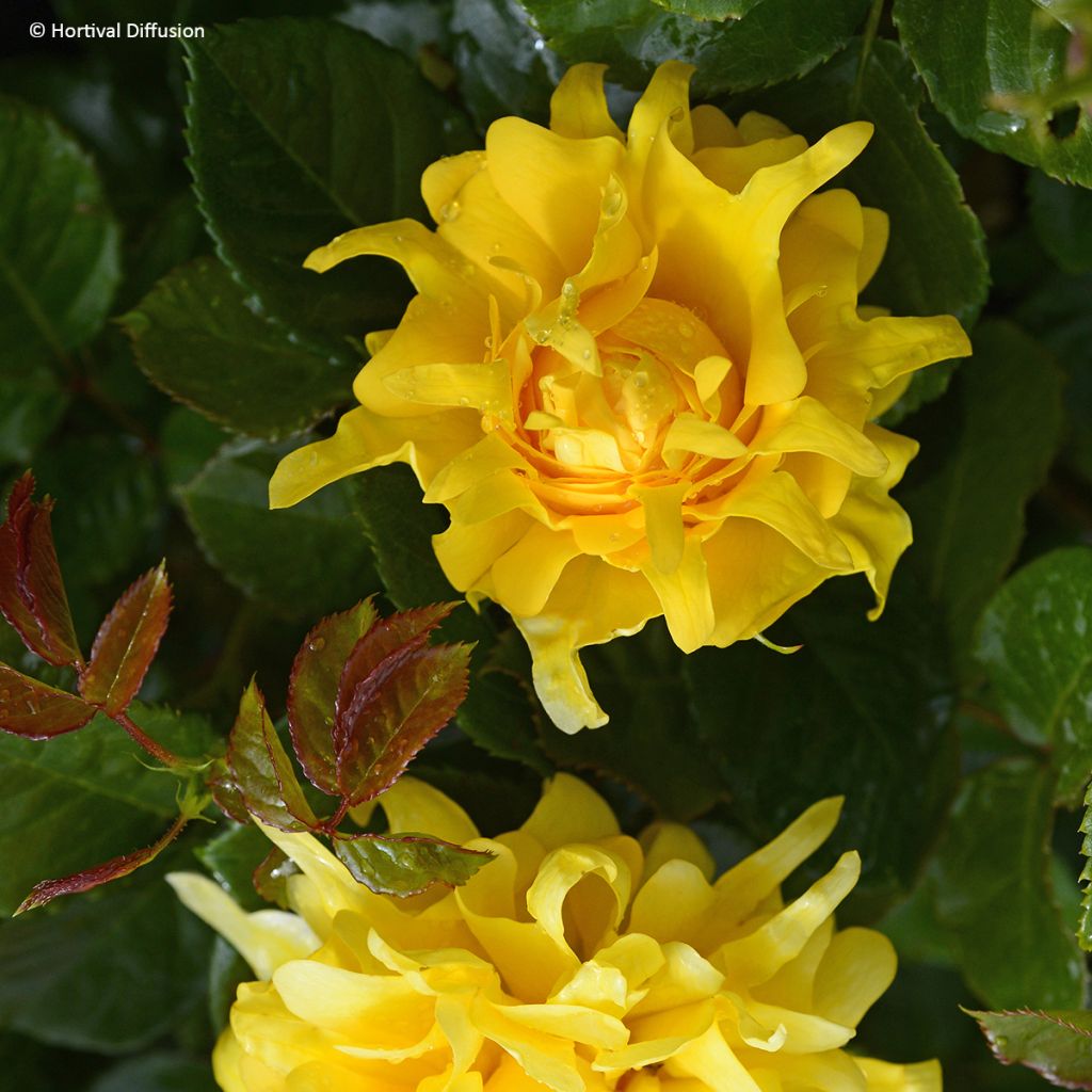 Floribundaruusu Golden Lady Ruffles