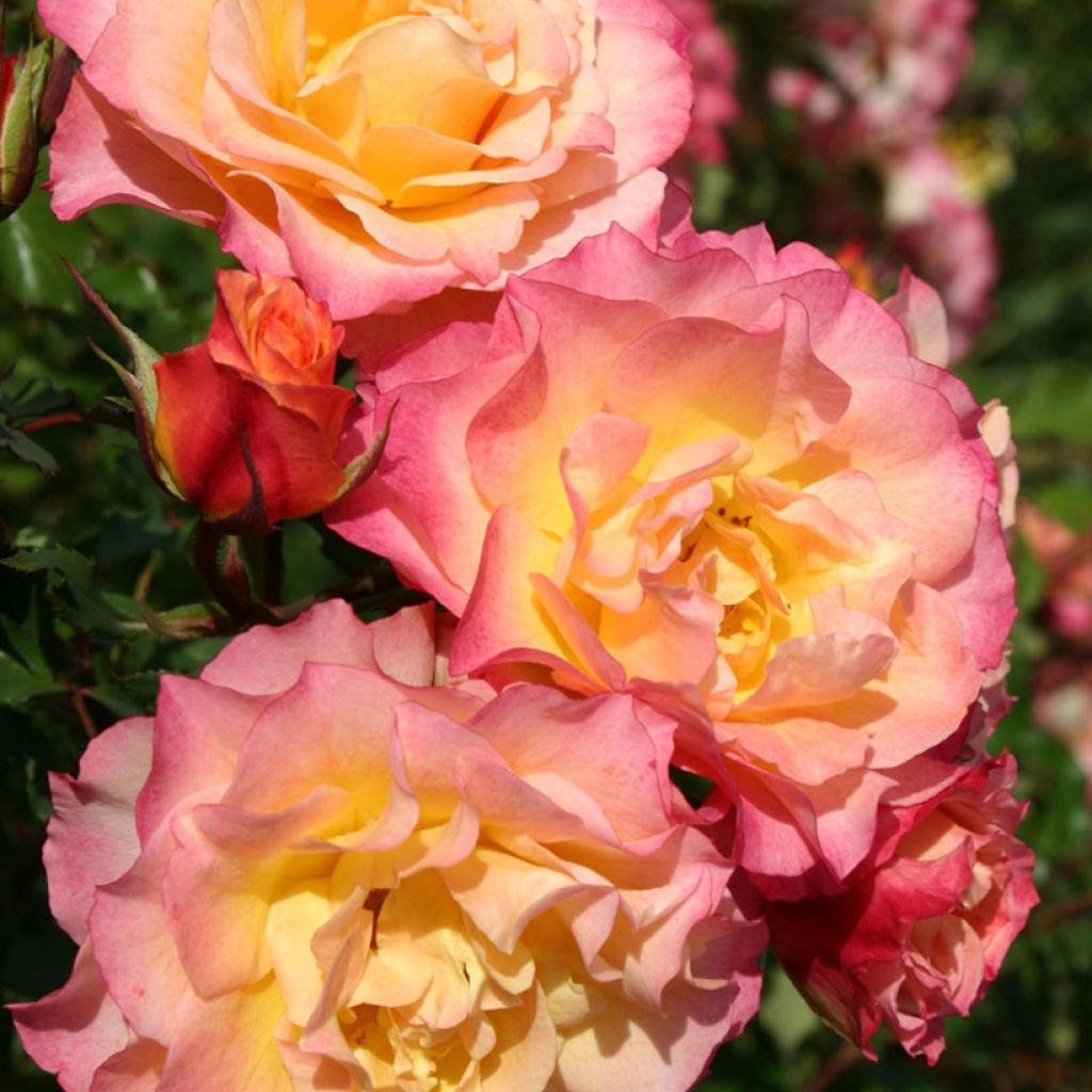Floribundaruusu Hedge Charmers