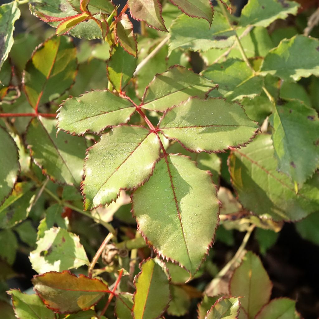 Floribundaruusu Hedge Charmers