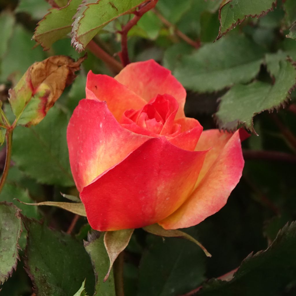 Floribundaruusu Hedge Charmers