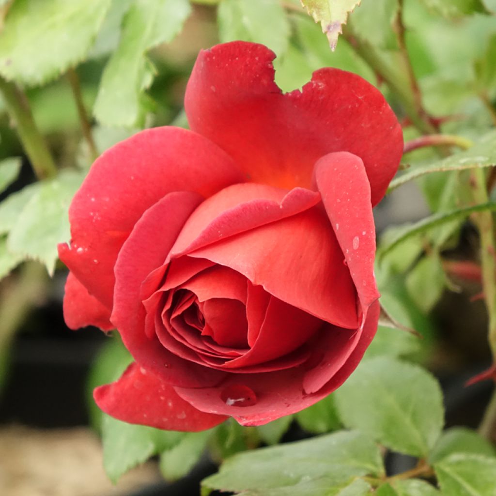 Floribundaruusu Hot Cocoa Wekpaltlez