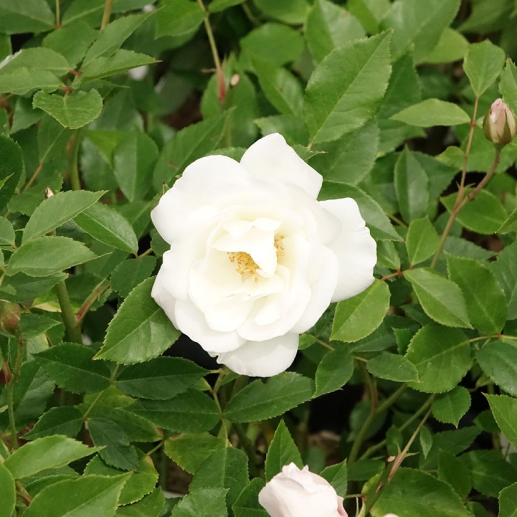 Floribundaruusu Iceberg