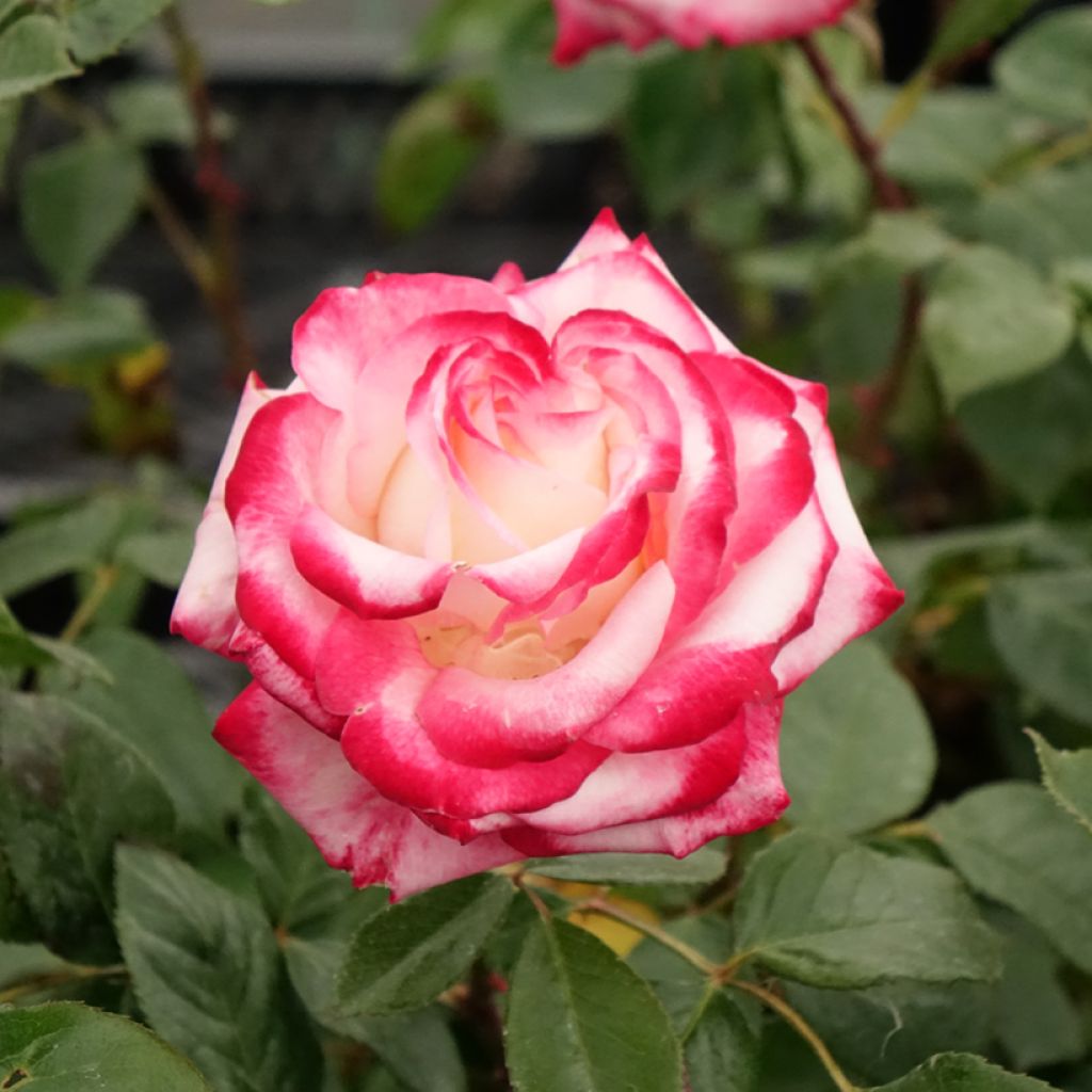 Floribundaruusu Laminuette