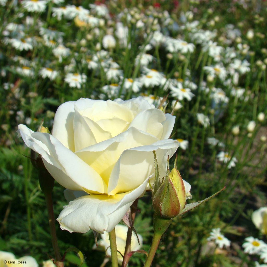 Floribundaruusu Love letter LENpiro