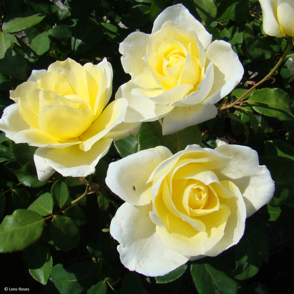 Floribundaruusu Love letter LENpiro