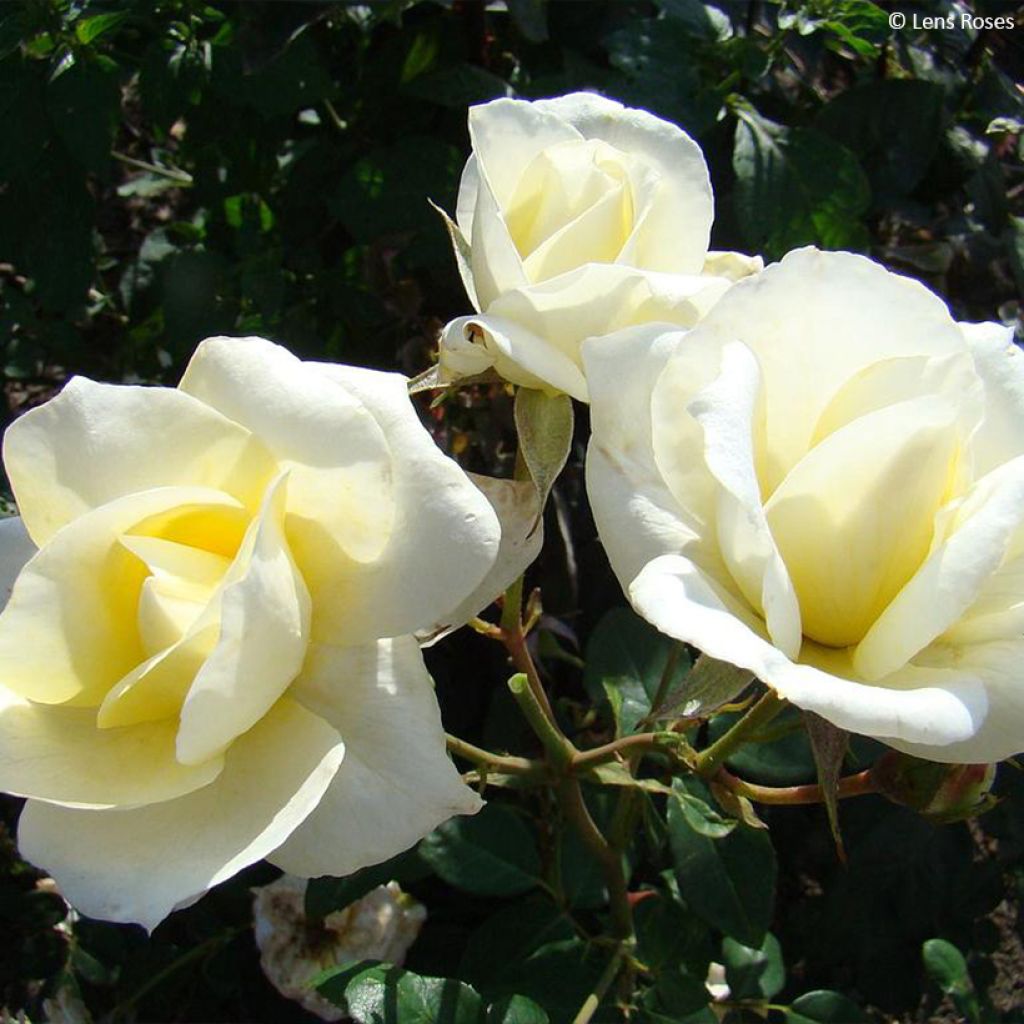 Floribundaruusu Love letter LENpiro