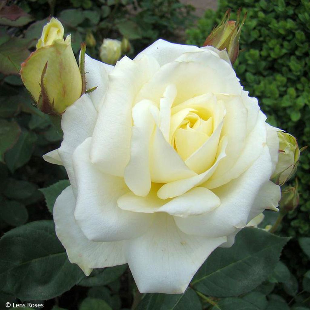 Floribundaruusu Love letter LENpiro