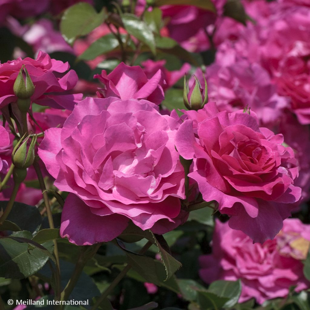 Floribundaruusu Manou MEILLAND