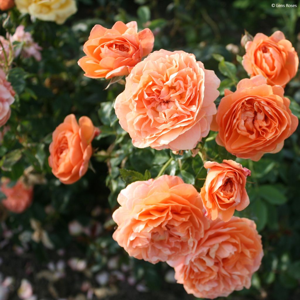 Floribundaruusu Marc's Jubilée