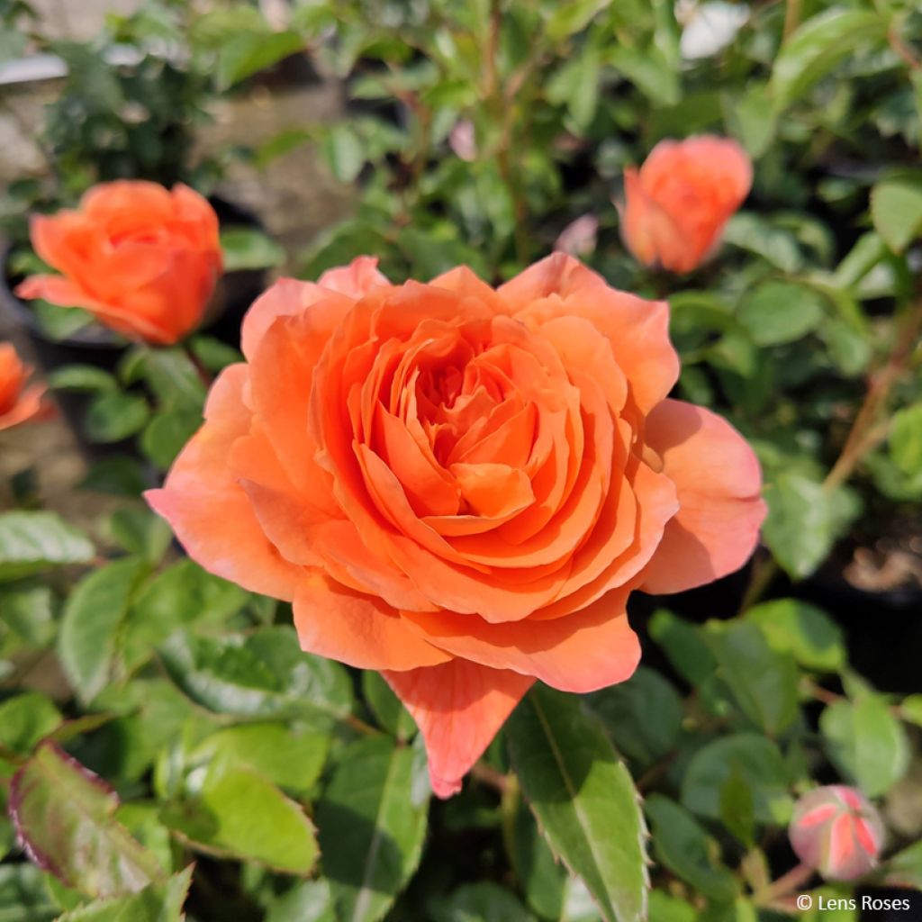Floribundaruusu Marc's Jubilée