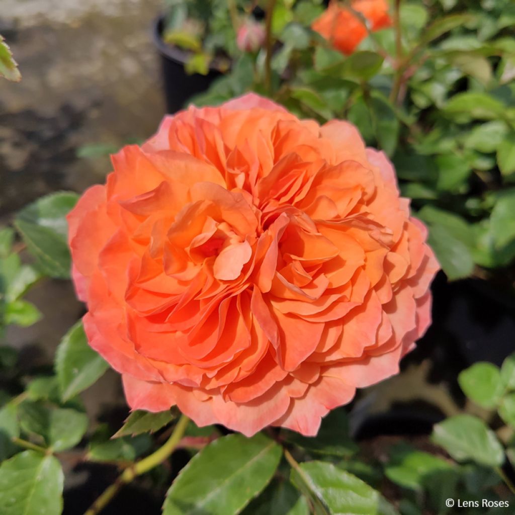 Floribundaruusu Marc's Jubilée