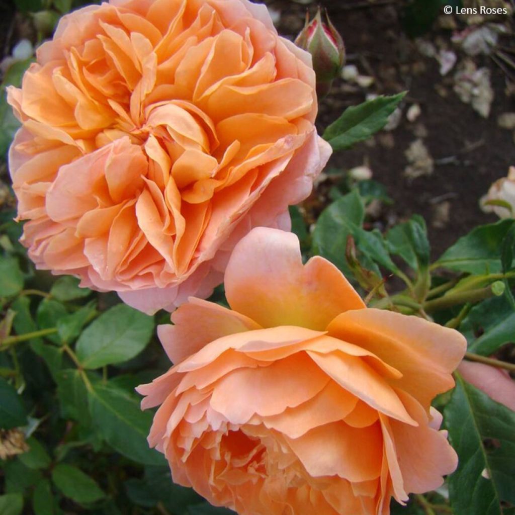 Floribundaruusu Marc's Jubilée