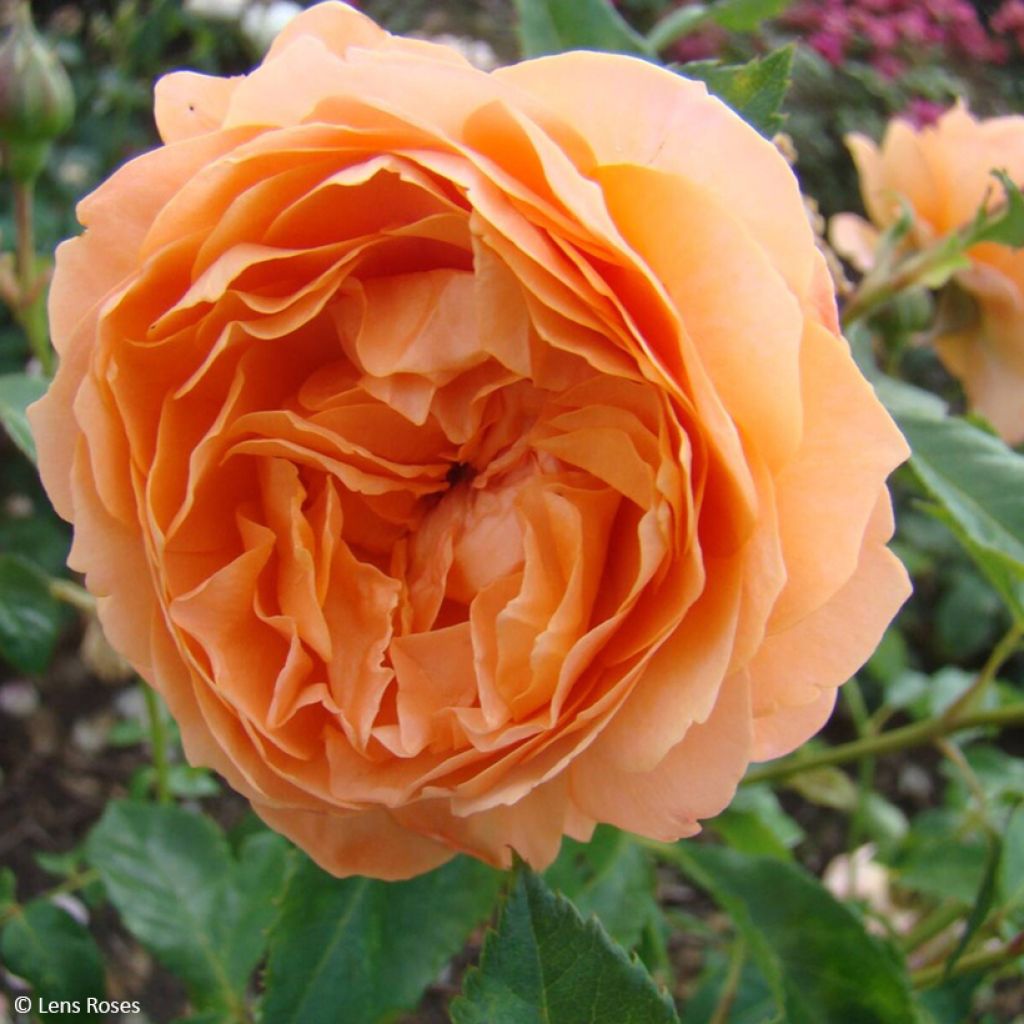 Floribundaruusu Marc's Jubilée