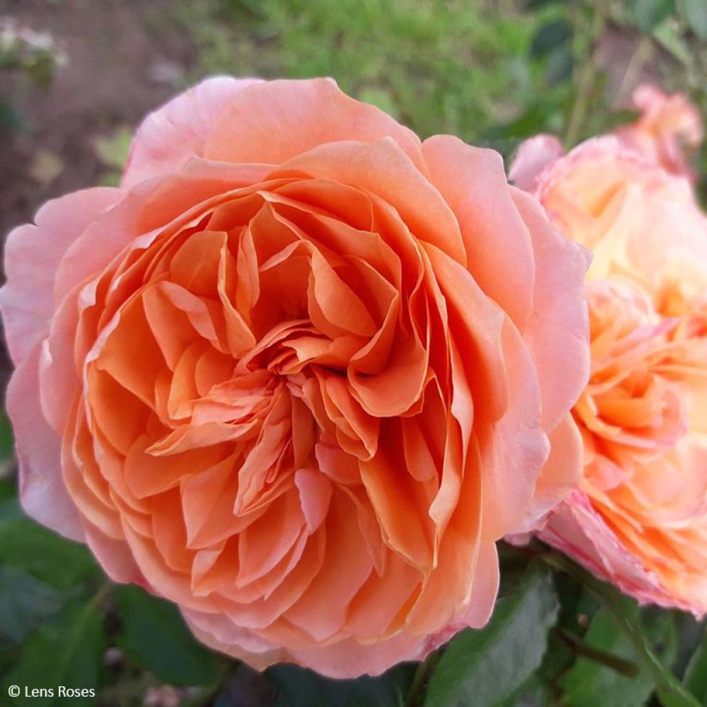 Floribundaruusu Marc's Jubilée