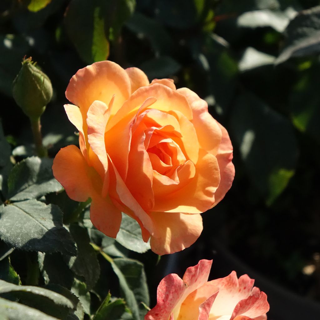 Floribundaruusu Message d'Espoir