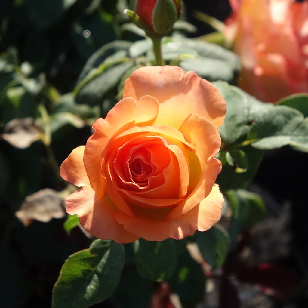 Floribundaruusu Message d'Espoir