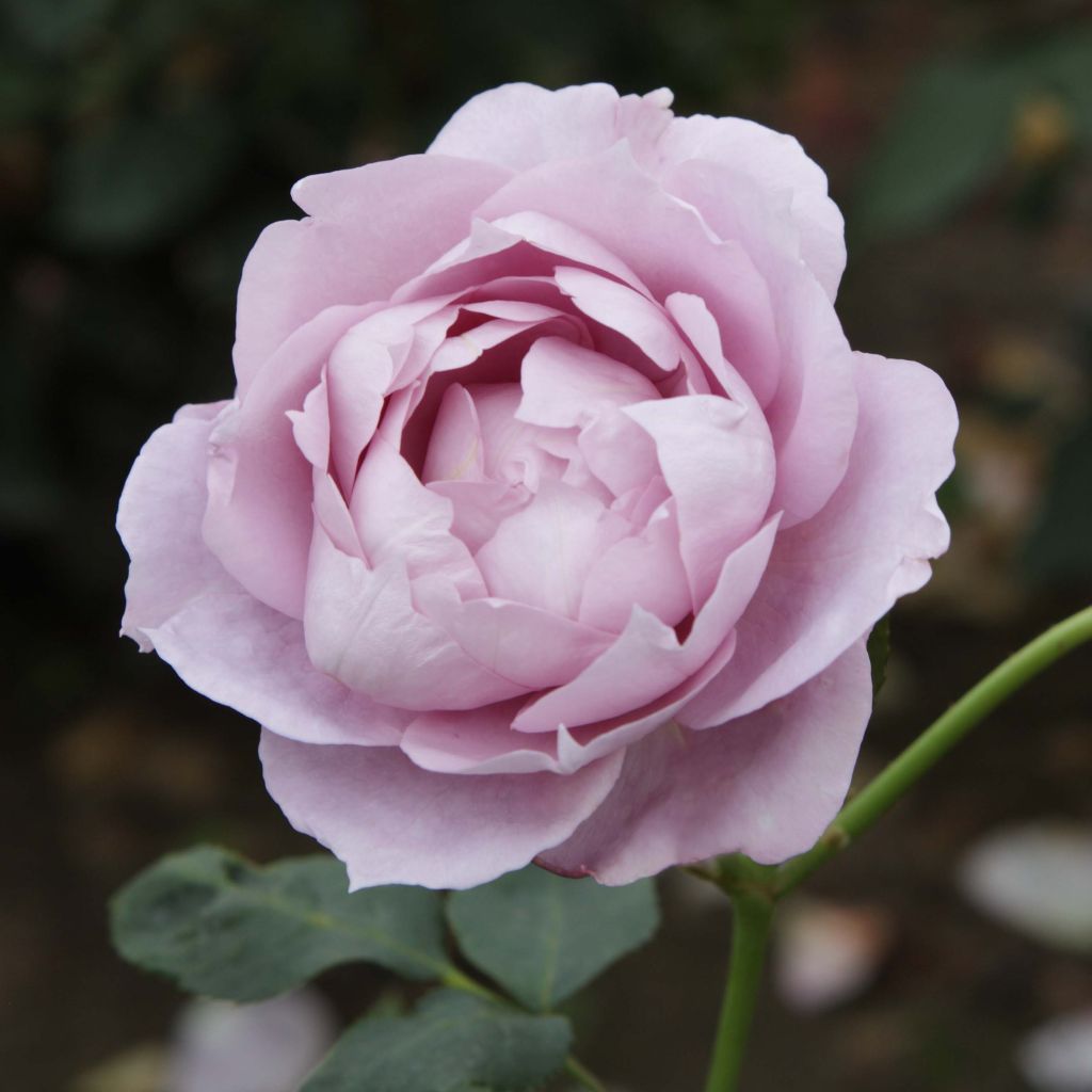 Floribundaruusu Novalis Korfriedhar