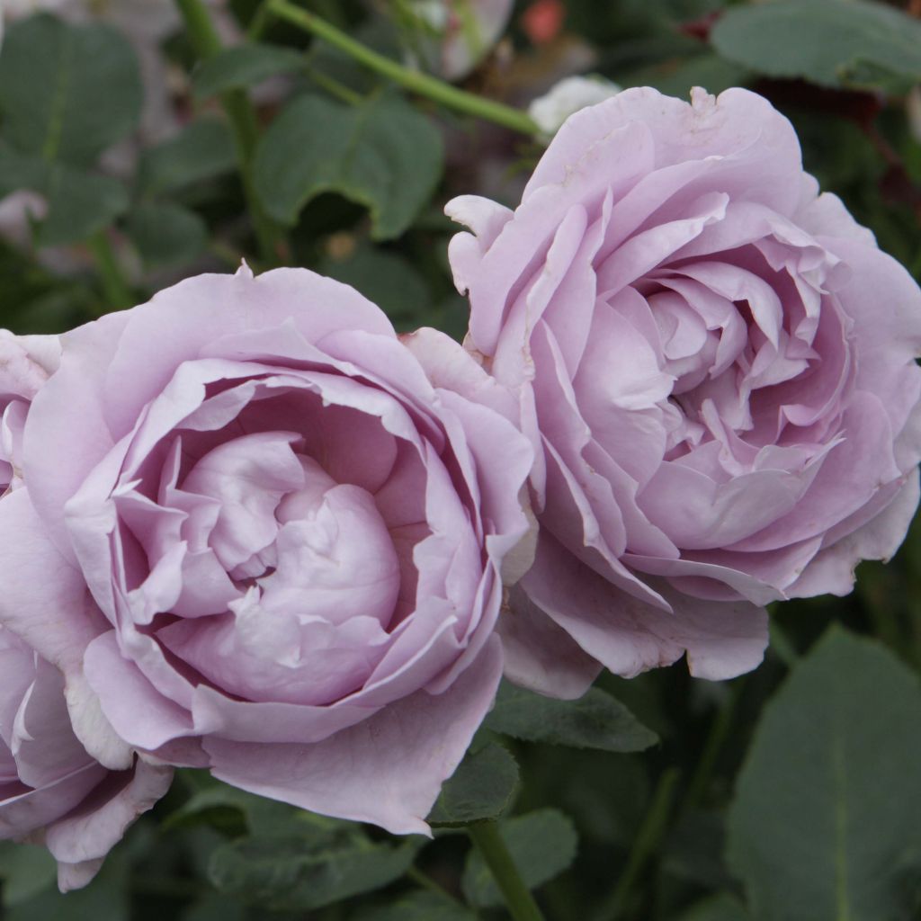 Floribundaruusu Novalis Korfriedhar