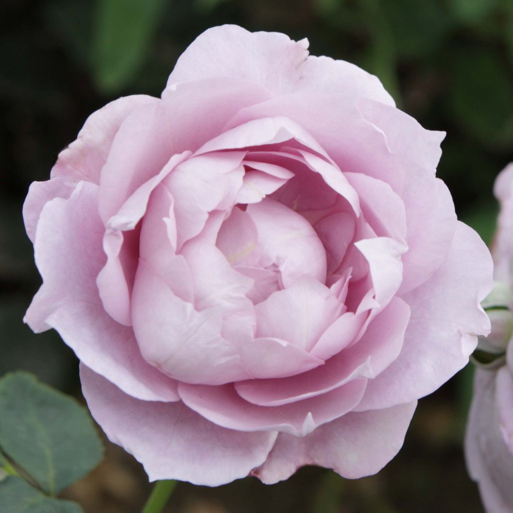 Floribundaruusu Novalis Korfriedhar