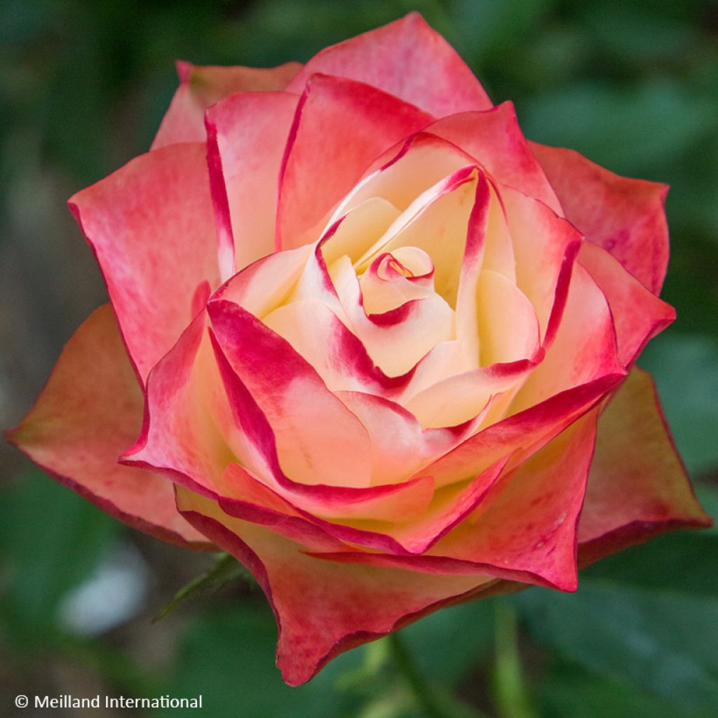 Floribundaruusu Origami