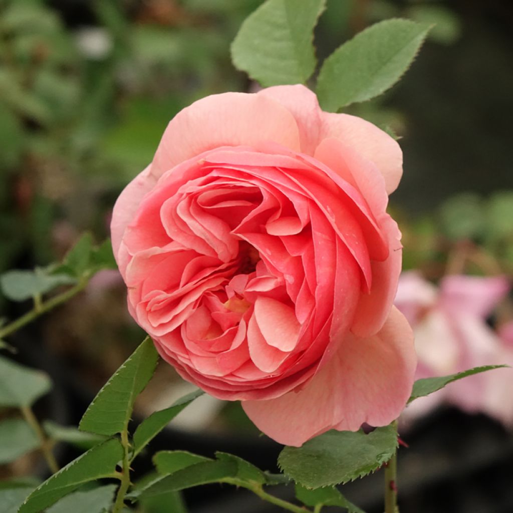 Floribundaruusu Park Abbey Rose