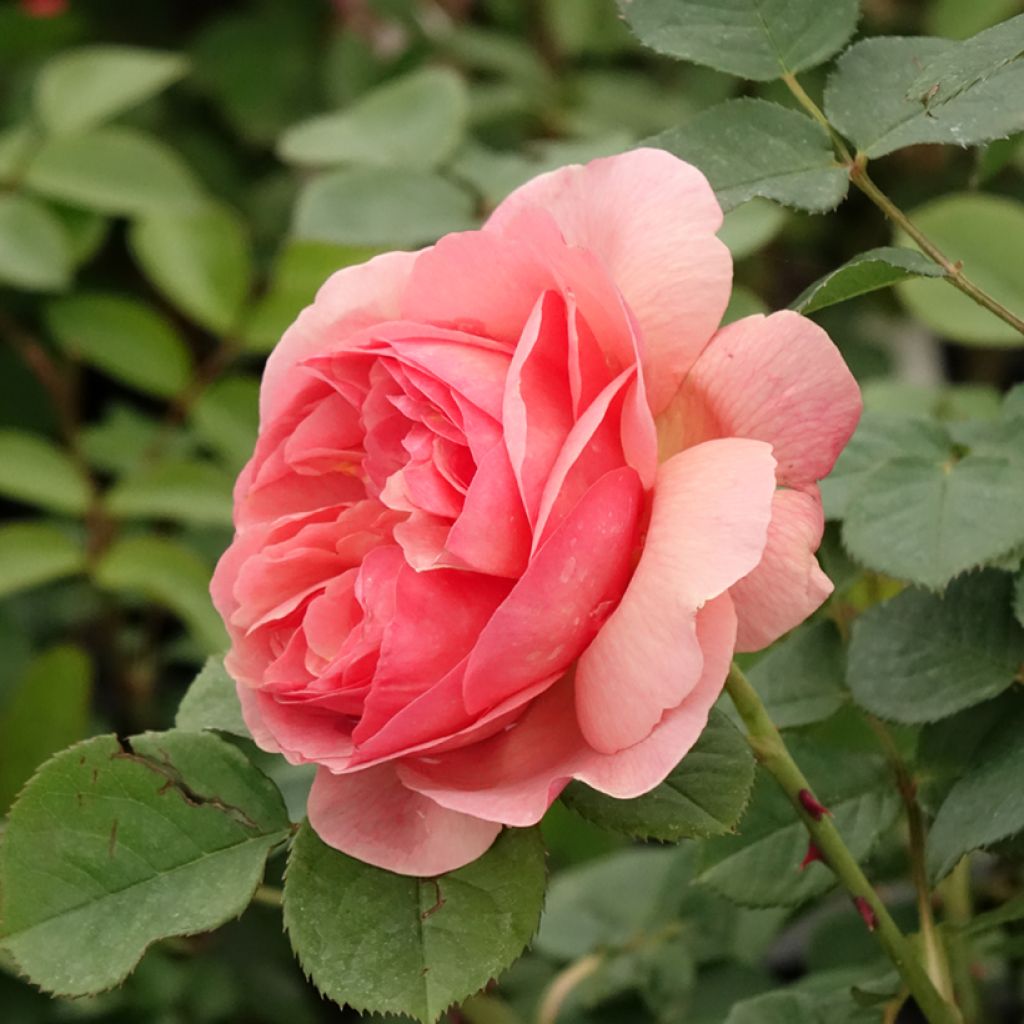 Floribundaruusu Park Abbey Rose