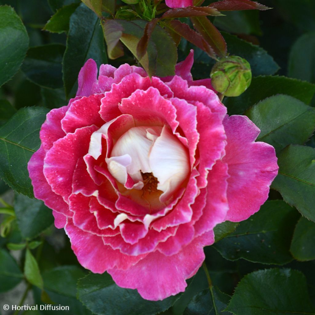 Floribundaruusu Pink Lady Ruffles