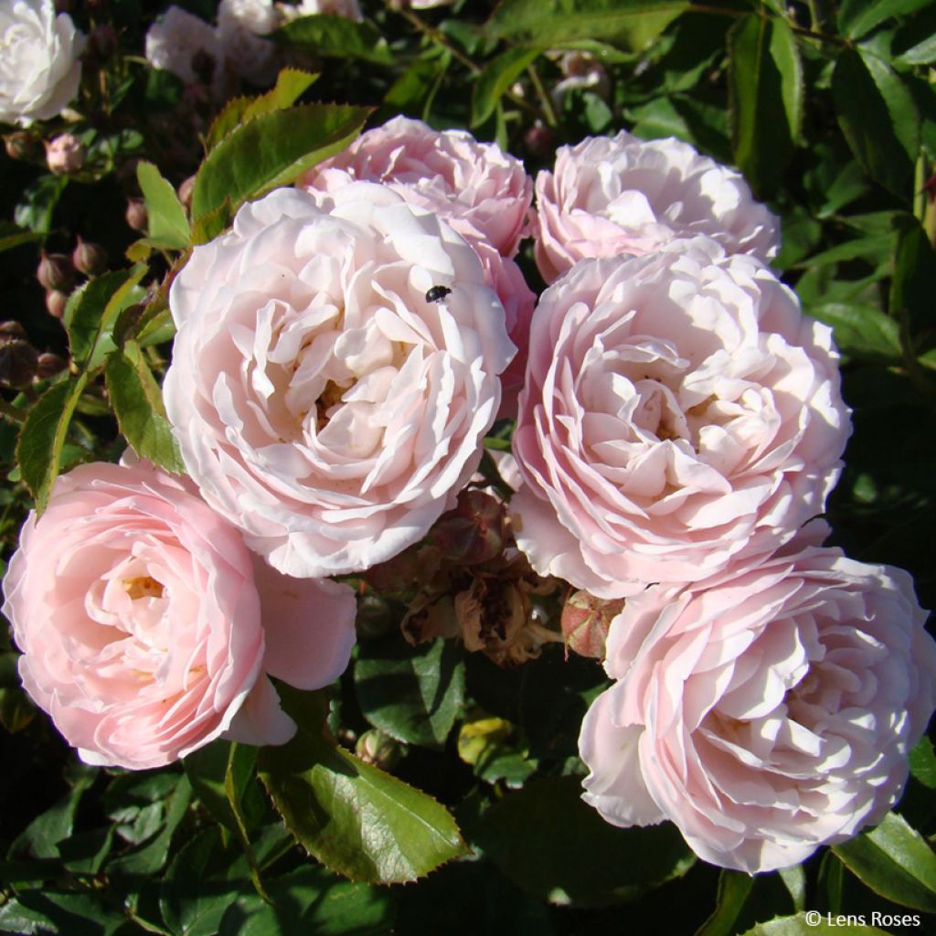 Floribundaruusu Rose de la petite Chabotte VELsema