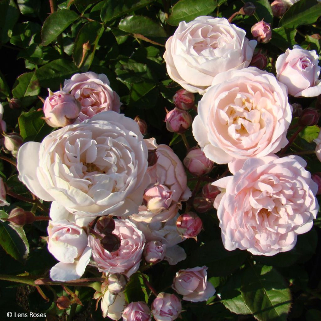 Floribundaruusu Rose de la petite Chabotte VELsema