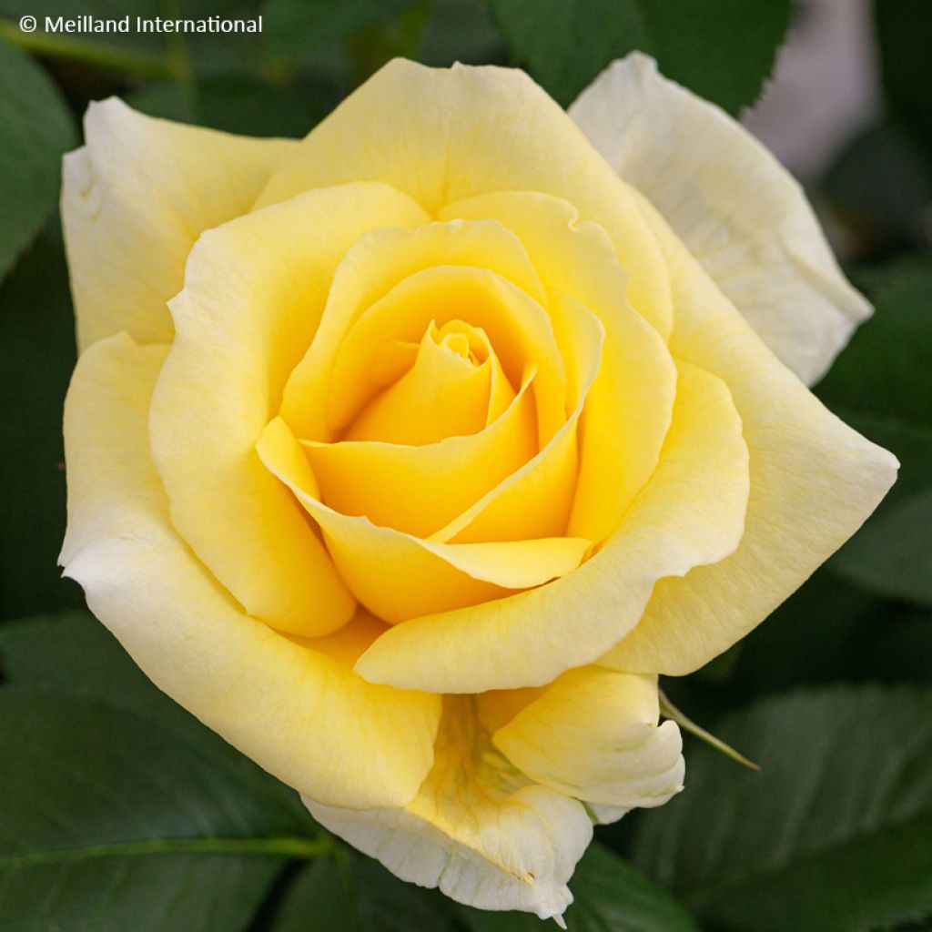 Floribundaruusu Rustica III