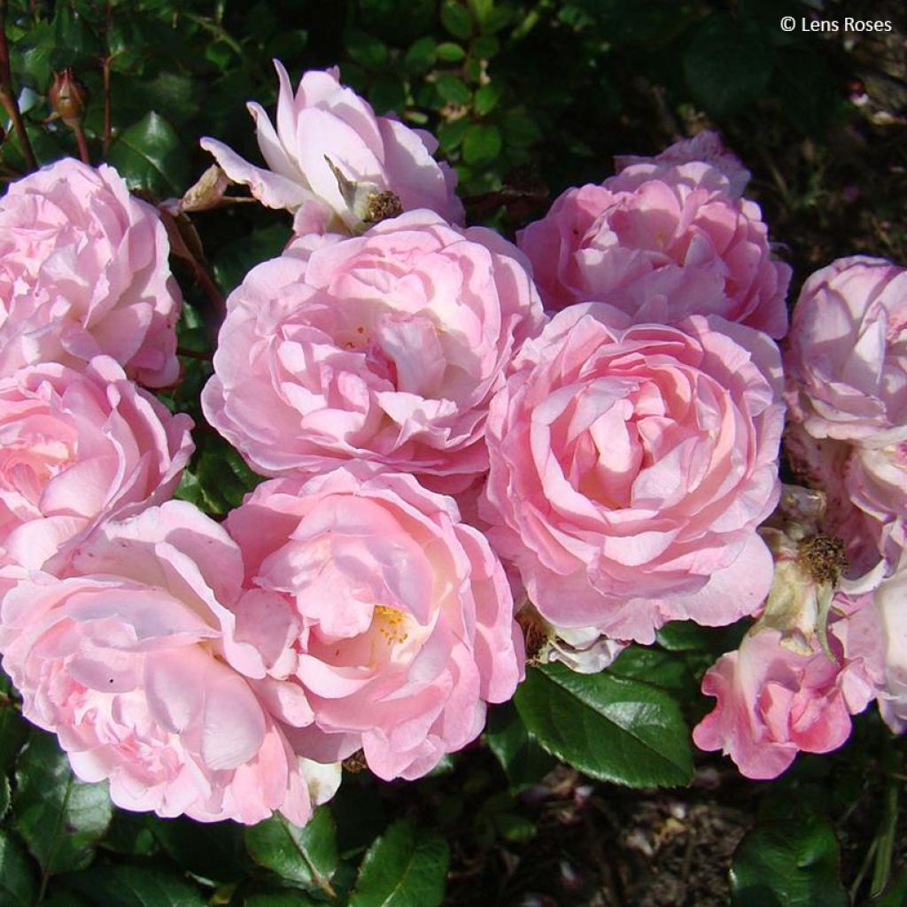 Floribundaruusu Sourire de Sylvie